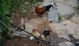 南方小鸡在线观看,在线观看，解锁欢乐无限